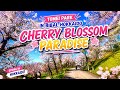  🇯🇵 Hidden Sakura Paradise in Hokkaido | Tomei Park Bibai Adventure 🌸