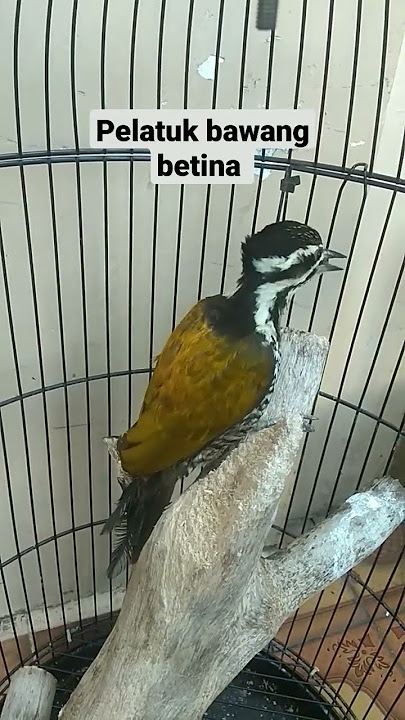 pelatuk bawang betina