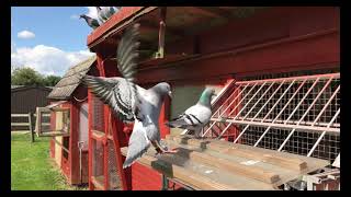 Racing Pigeons  Young Birds Trapping 2021