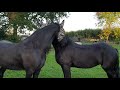 Friesian love kfps royalfriesian horsesofinstagram