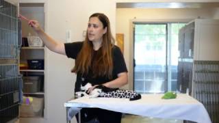 Tip Tuesday: How prevent kitten from chewing and scratching