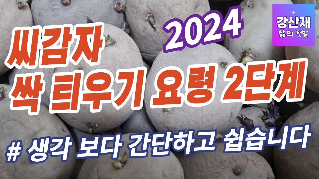 [텃밭] 씨감자 싹 틔우기는 2단계로 하심 간단하고 쉽습니다.
