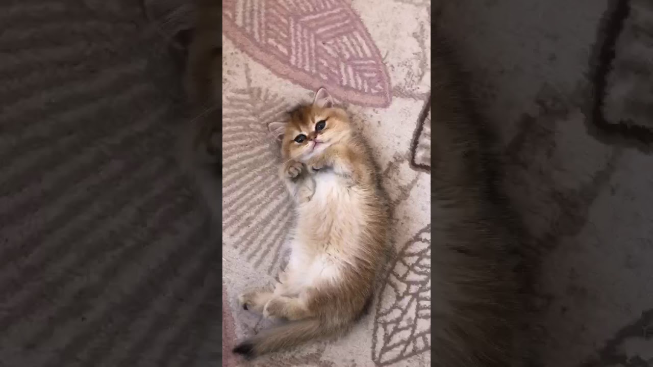 Minik yavru kedi YouTube