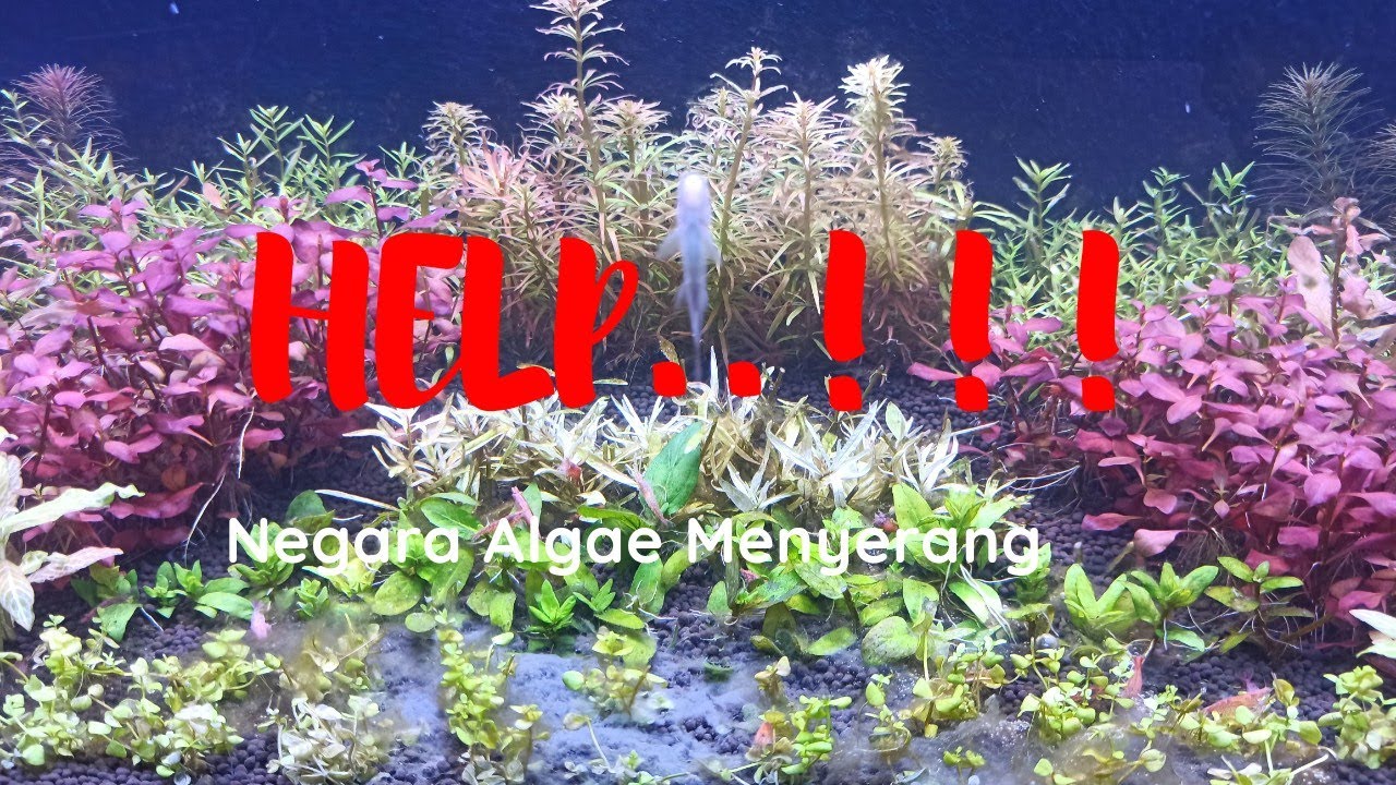 #3 Ketika Negara Algae Menyerang..!!! (update minggu ke-2)