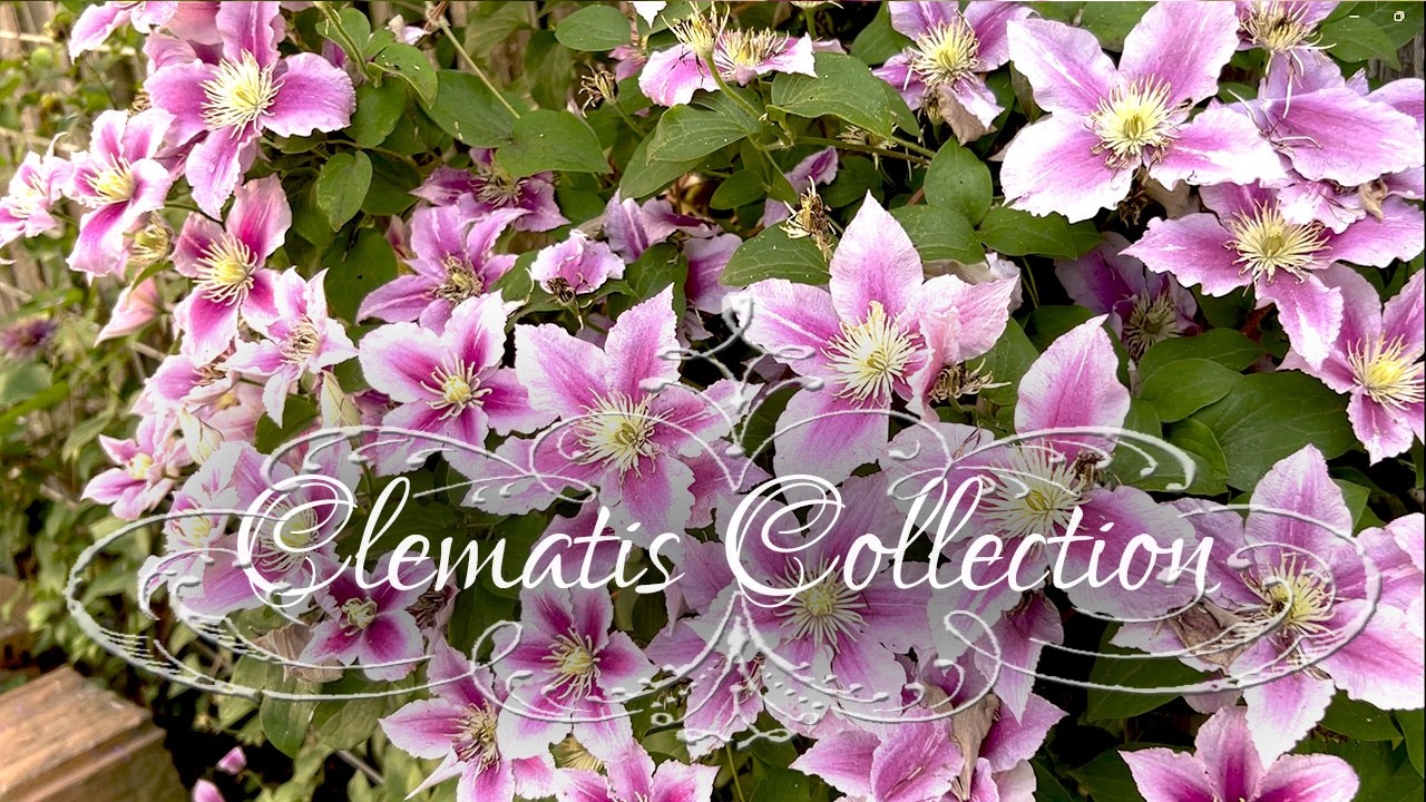 10 Beautiful Clematis in our Rose Garden • Rose companions plants• Pruning type• French Garden Roses