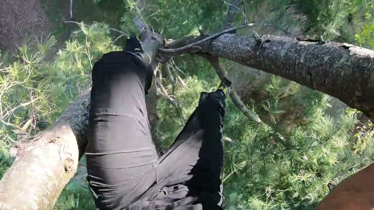 Freeclimbing my Favorite Pine Tree (pov)