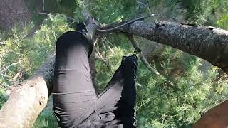 Freeclimbing my Favorite Pine Tree (pov)