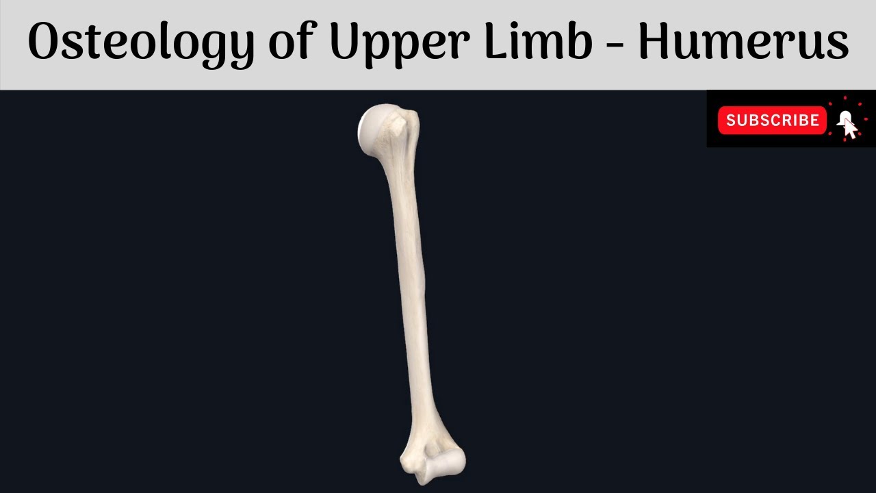 Osteology of Upper Limb The Humerus Parts Features Attachments