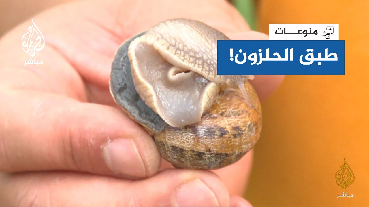 "لُعاب الحلزون للتجميل"🐌.. تونسي يهوى تربية الحلزون وهذه هي أسراره