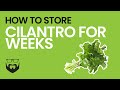 How to Store Cilantro for Weeks