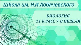Биология 11 класс 7-8 неделя Основные направления эволюции Биология 11 класс 7-8 неделя Основные направления эволюции