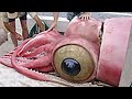 15 Largest Creatures Ever Discovered on Earth