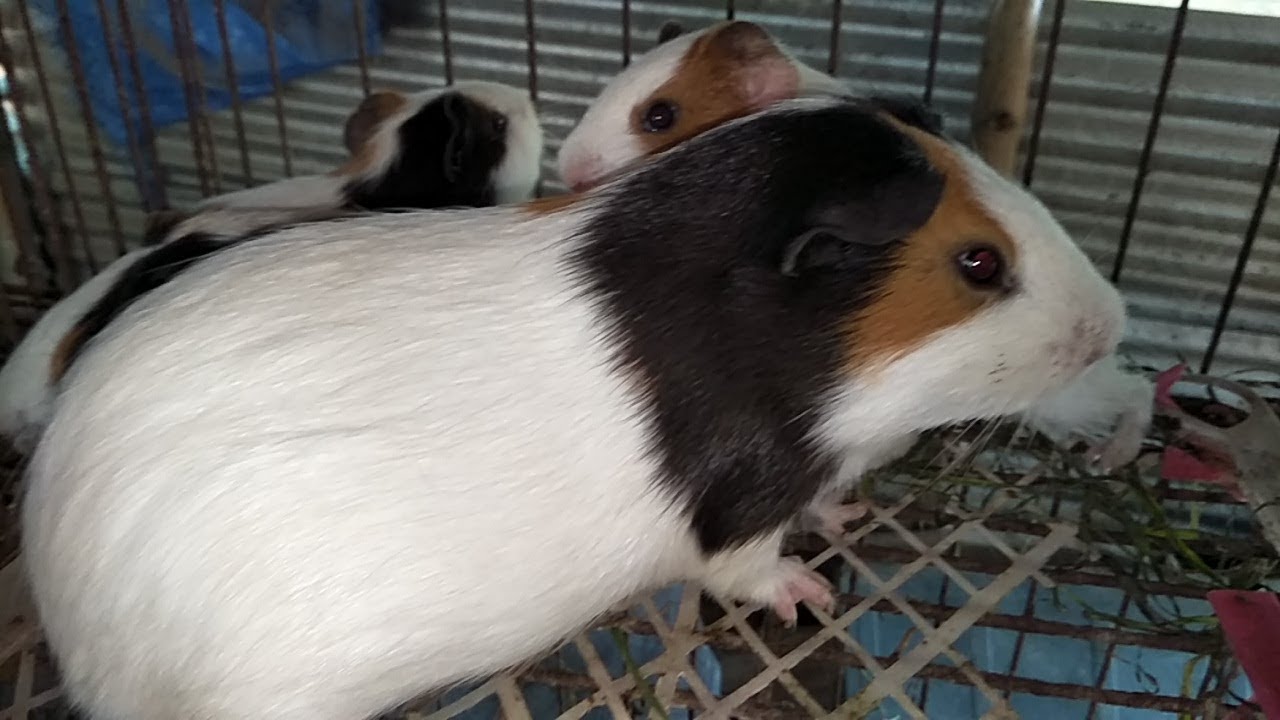 Guinea pig || গিনিপিগ - YouTube