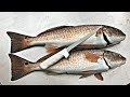 Best Way to Fillet a REDFISH