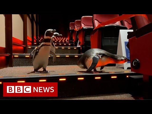 Why did the penguins go to the cinema? - BBC News class=