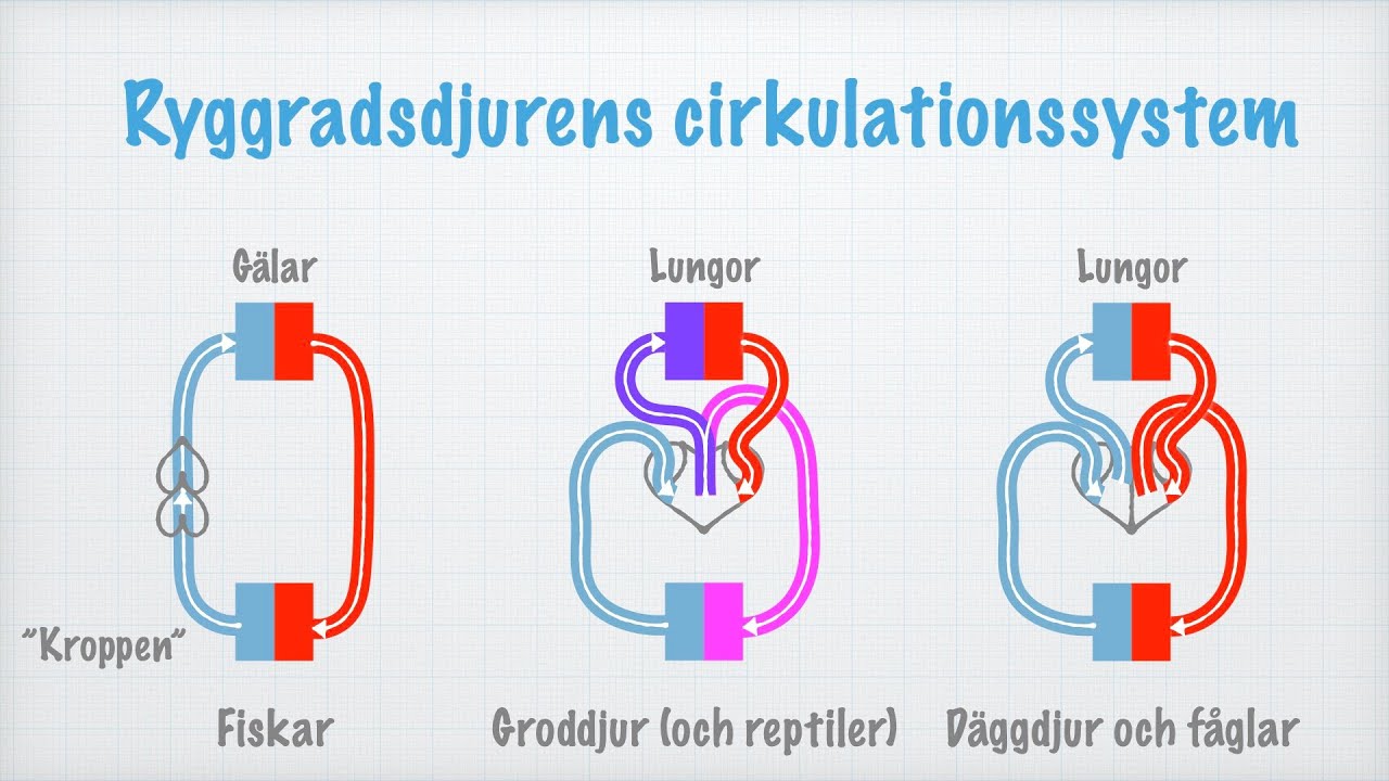 Cirkulation. Transportsystem hos olika djur