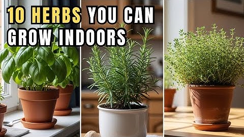 10 Must Have Herbs You Can Grow Indoors on Your Kitchen Counter!