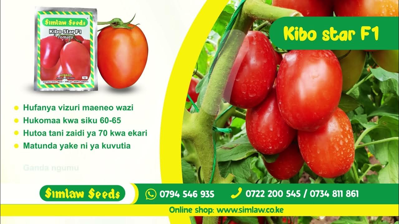 Simlaw Seeds//Tomato Kibo Star F1 