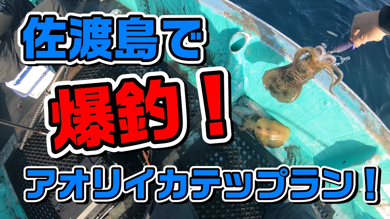【アオリイカ爆釣！】佐渡島アオリイカティップラン釣行【４K】2025年10月17日18日