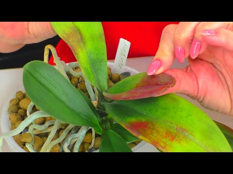 Video: Orkideavauvojen siirtäminen: vinkkejä