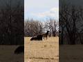 🦌Elk and 🦬Bison Friends #animalfriends #funny #cute