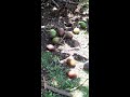 Caída de fruto en el aguacate o palta II parte