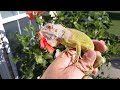 Coral glow iguana update (red hypo)