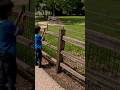 Zebra #brookfieldzoo #viralvideo #zebra #zoo #viral #animals #popular #fun #viralshorts #video