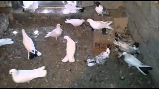 Qarabas Baki Quslari 055708 84 83