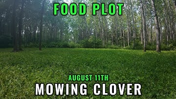 Foodplot Mowing Clover