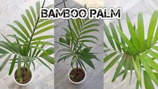 Bamboo Palm ||  Best indoor plant || #bamboopalm #how to care