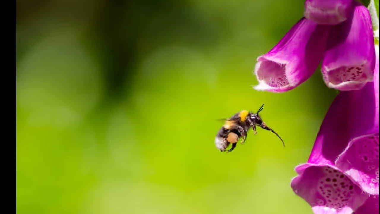 FLOWERS of the World GARDEN   Dedalera Digitalis purpurea flower 2023 #51