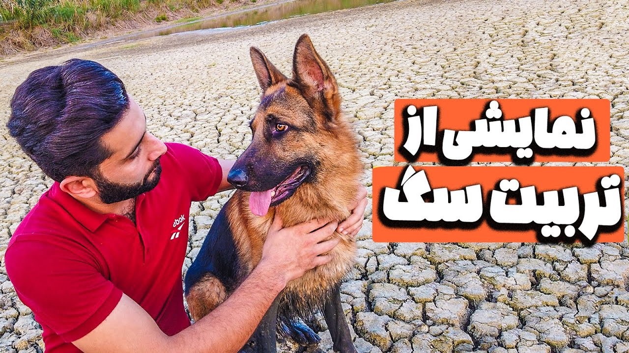 dog-training-show-youtube