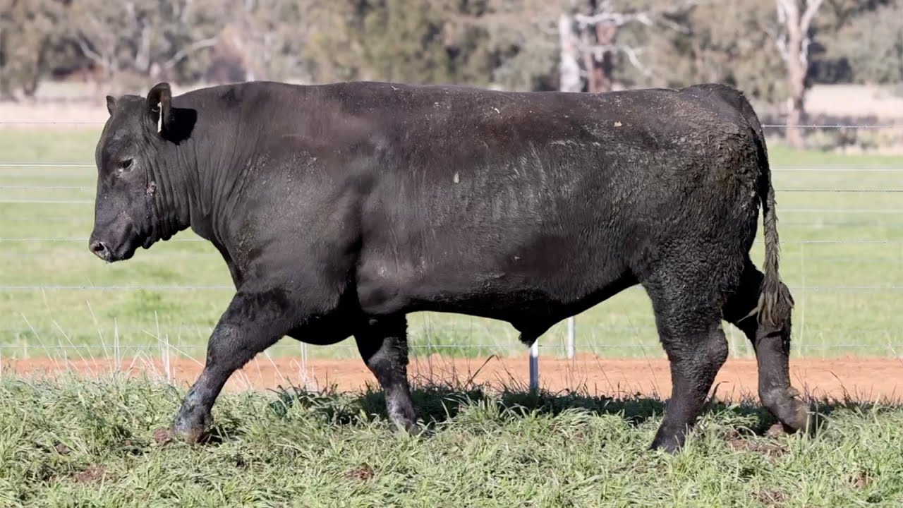 Lot 13 NZC22T402 KO Angus 2024 - YouTube