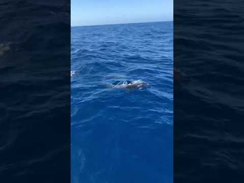Video: Hundreder Af Små Delfiner Kastes På Kysten Af Mexicogolfen - Alternativ Visning