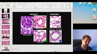 Histology of the Urinary System part 2