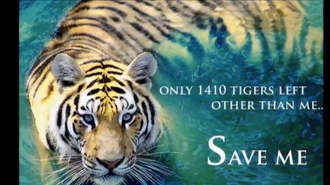 Сохранение тигров. Save the Tigers. Тигры link. Тигр and left. Save the Tigers знак.