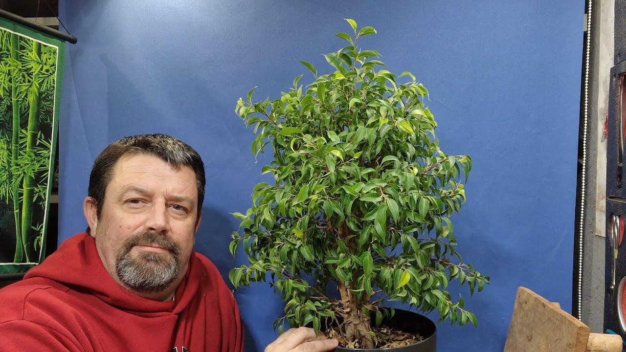 Как превратить комнатное растение в бонсай