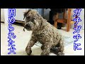 「なんて酷いことを・・・。」身動きが取れなくなった子犬。その悲惨な姿に唖然。一体犬に何が起こったのか!?【許せない話】