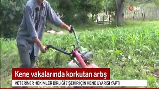 Türk Veteriner Hekimleri Birliğinin Kkka Hastalığı Ve Kene Mücadelesi Hakkındaki Açıklaması