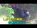 【悲劇】小川にて見事アメリカザリガニをゲットしたカラスだったが･･･この後思わぬハプニングが訪れる事に。 20180601、カラス