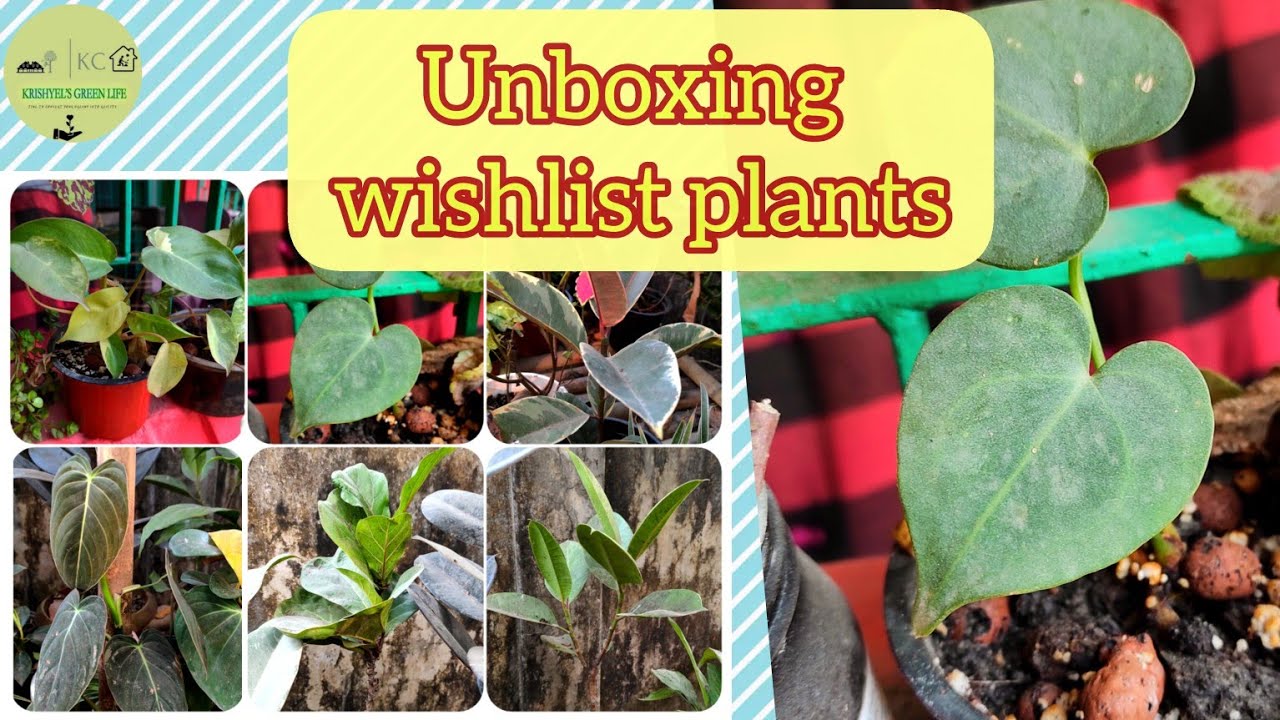 Plant Unboxing India Online Plants Shopping Plant Shopping YouTube