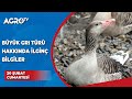 Büyük Grı Türü Hakkında İlginç Bilgiler / Bizim Kümes - Agro TV