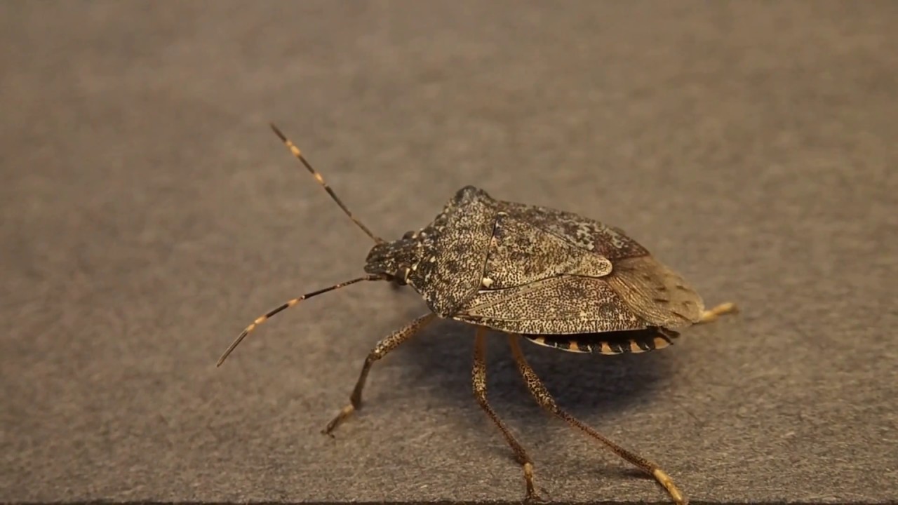 An Ugly Little Stinker: The Stink Bug That Wants Inside