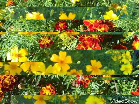 Как я провела лето в деревне ☺