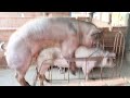Amazing Pig Crossing / How Pig Breeding # Animal Channel KH