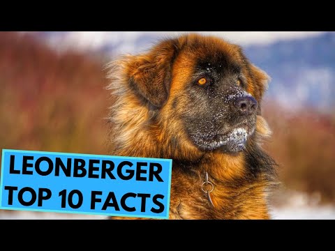 Vídeo: Fatos e informação anatólios da raça do cão do pastor