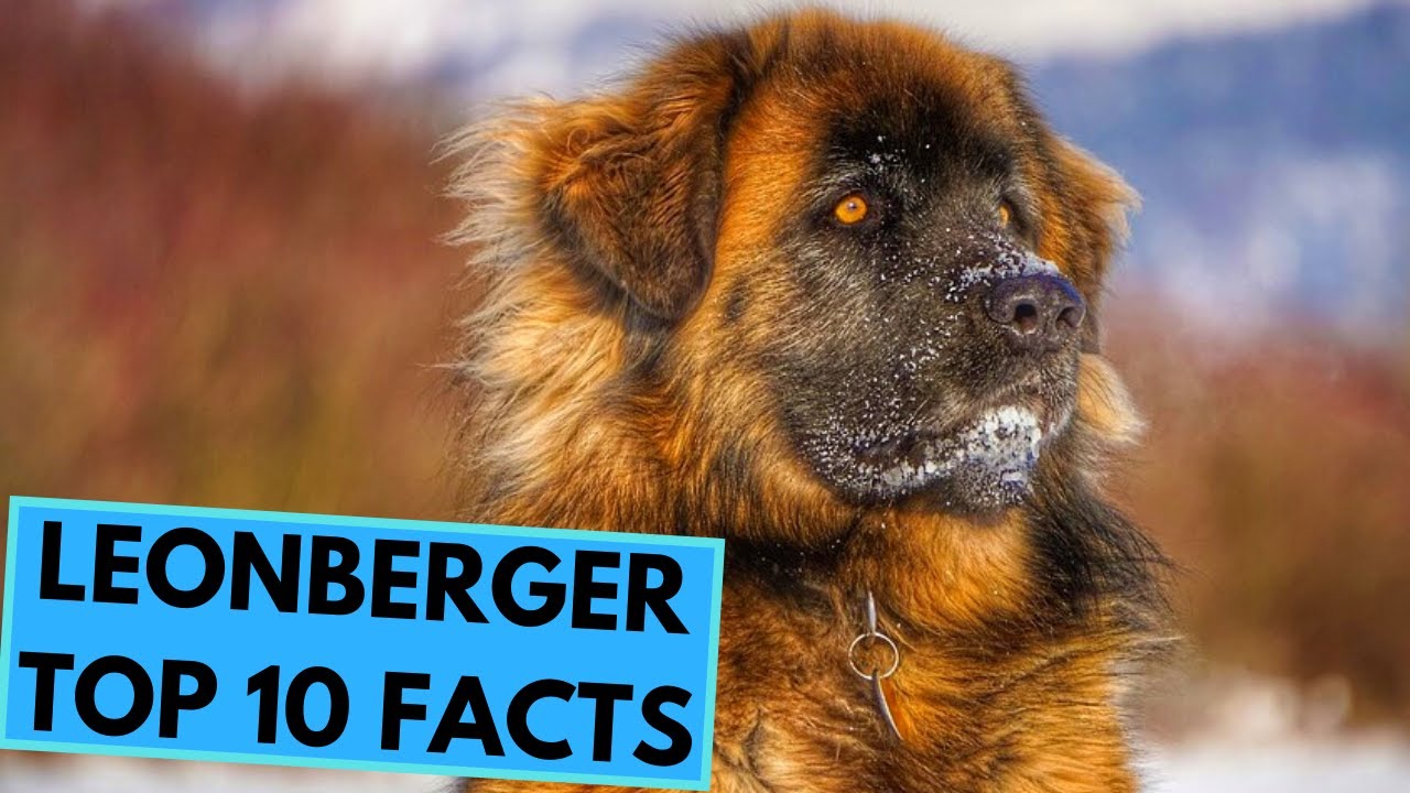 Leonberger Mastiff Mix | Shop for your Cause | for your Cause