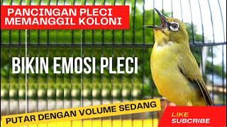 PANCINGAN PLECI MEMANGGIL KOLONI BIKIN EMOSI