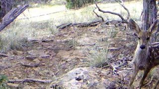 Predator vs. Prey: Mountain Lion Walks By with Fawn Taken from Mother Deer